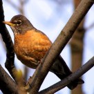 American Robin 2